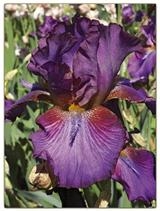 Iris Fiore Tepaloso