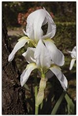 Iris Fiore Tepaloso